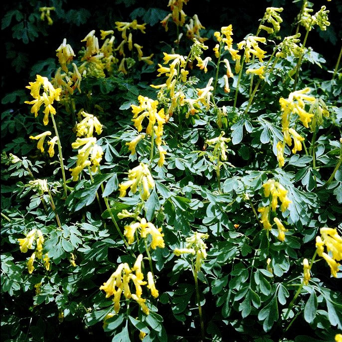 Scheinlerchensporn (Corydalis lutea)
