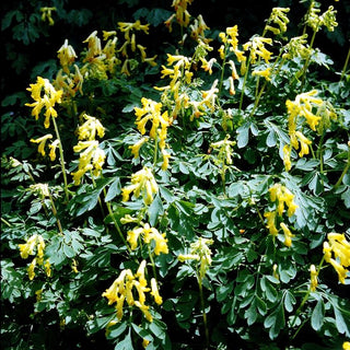 Scheinlerchensporn (Corydalis lutea)