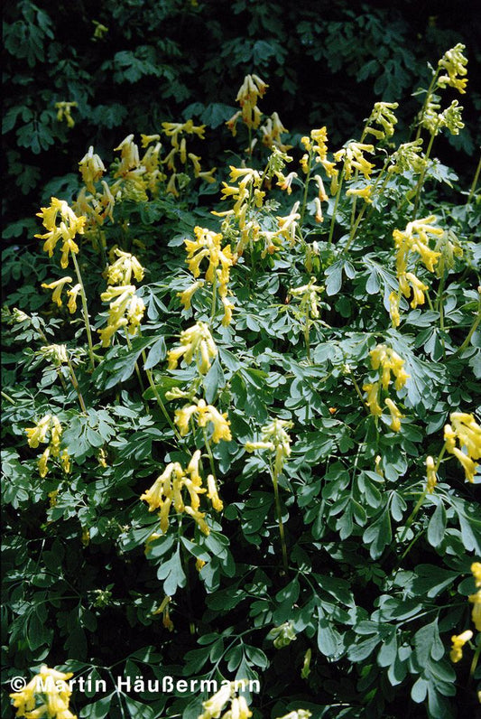 Scheinlerchensporn (Corydalis lutea)