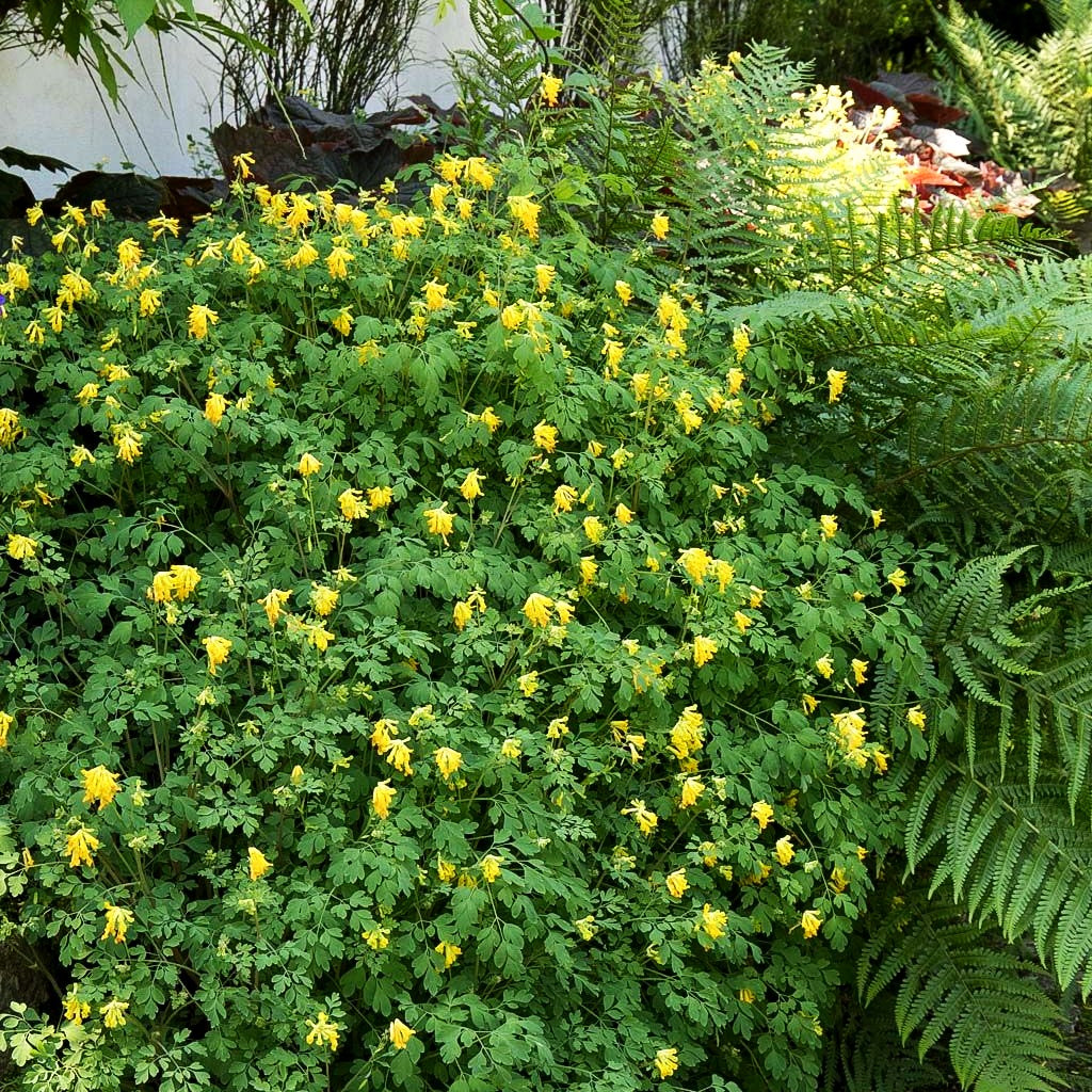 Scheinlerchensporn (Corydalis lutea)