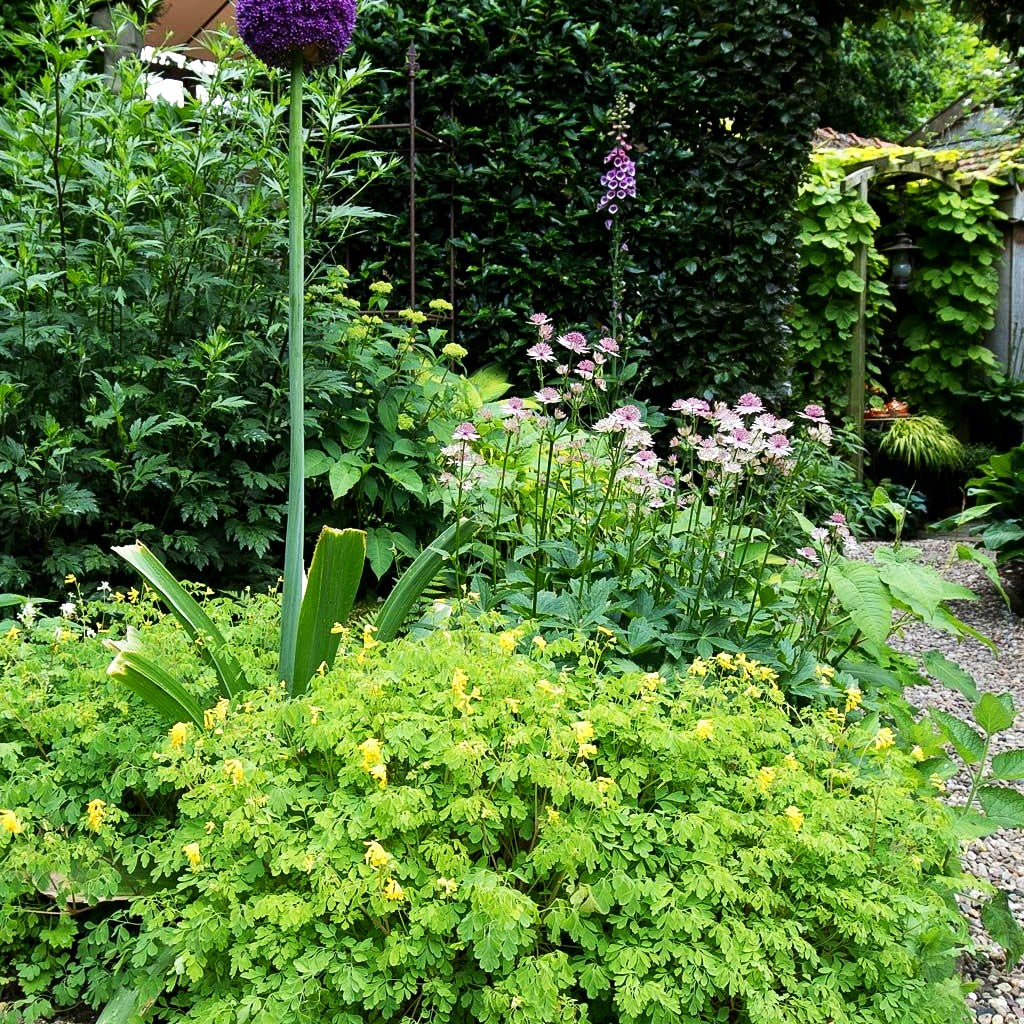 Scheinlerchensporn (Corydalis lutea)