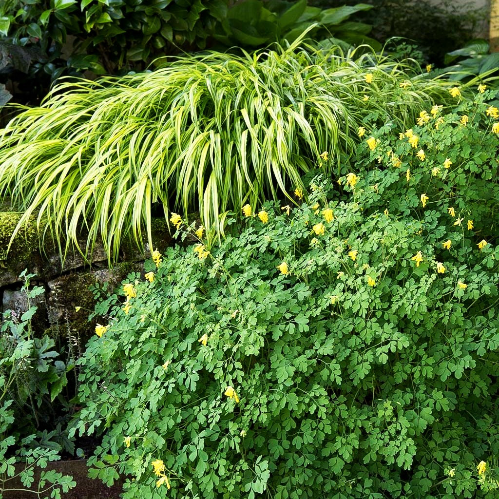 Scheinlerchensporn (Corydalis lutea)