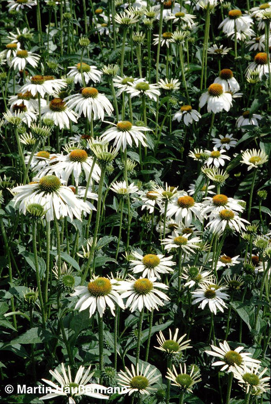 Scheinsonnenhut 'Alba' (Echinacea purpurea)