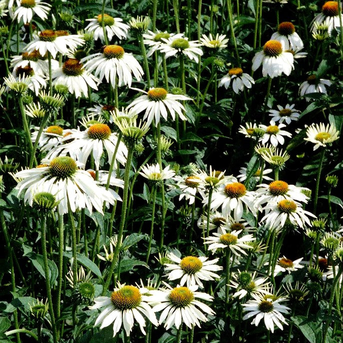 Scheinsonnenhut 'Alba' (Echinacea purpurea)