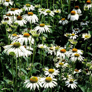 Scheinsonnenhut 'Alba' (Echinacea purpurea)