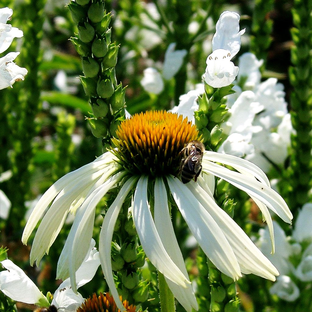 Scheinsonnenhut 'Alba' (Echinacea purpurea)