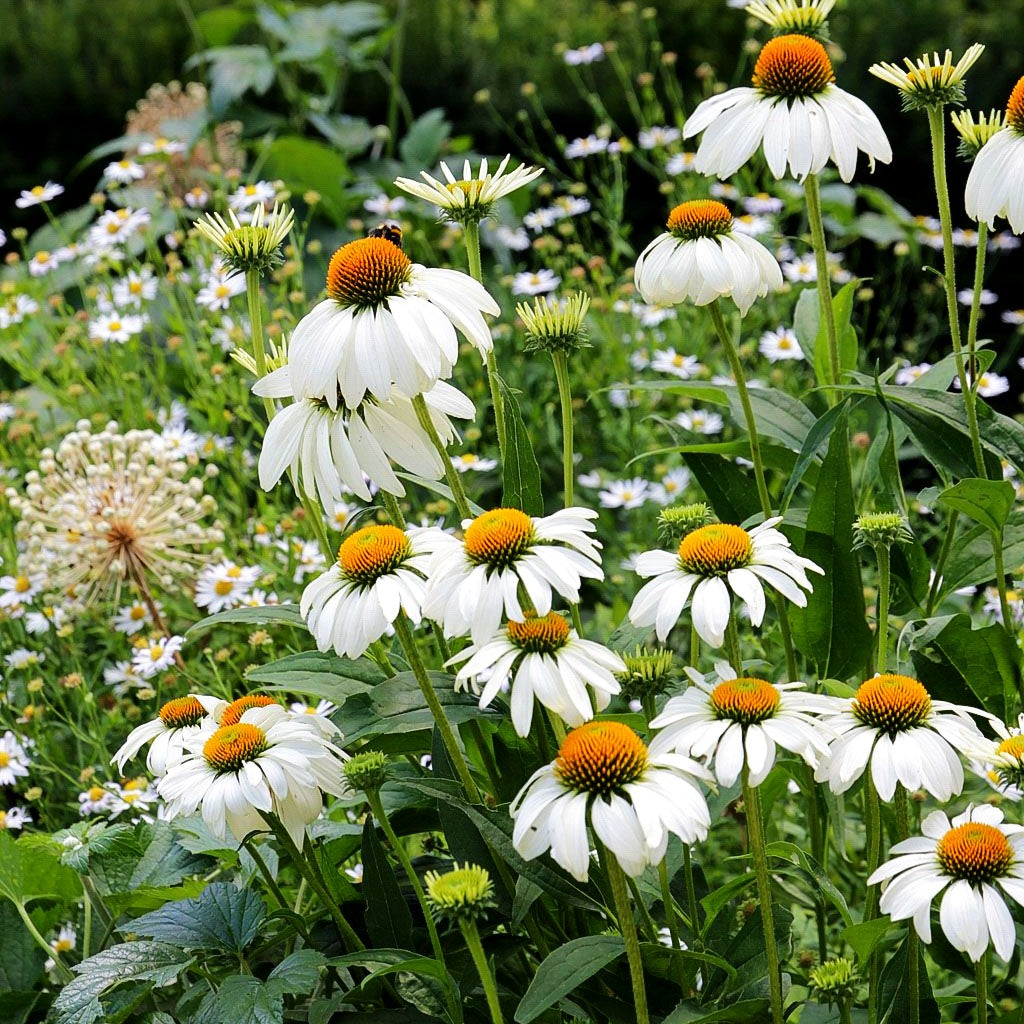 Scheinsonnenhut 'Alba' (Echinacea purpurea)