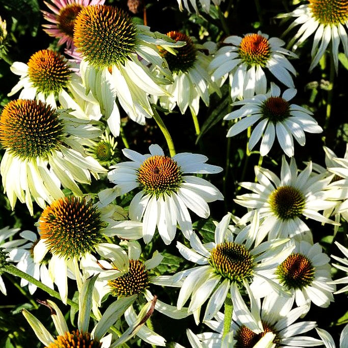 Scheinsonnenhut 'Alba' (Echinacea purpurea)