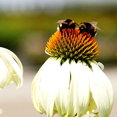 Scheinsonnenhut 'Alba' (Echinacea purpurea)