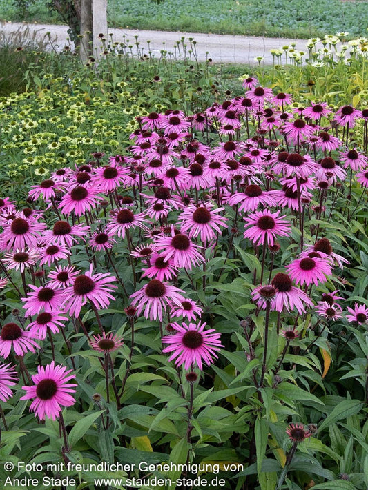 Scheinsonnenhut 'Augustkönigin' (Echinacea purpurea)