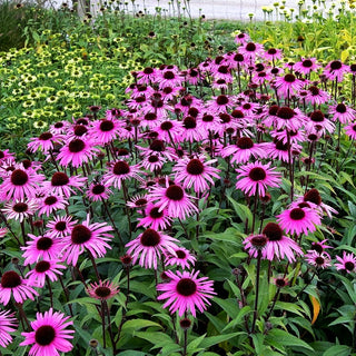 Scheinsonnenhut 'Augustkönigin' (Echinacea purpurea)