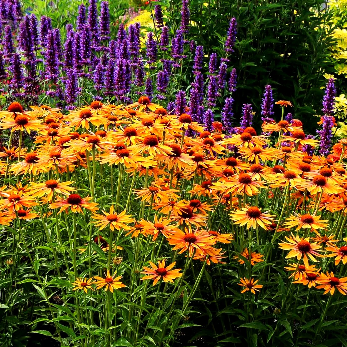 Scheinsonnenhut 'Big Kahuna' (Echinacea purpurea)