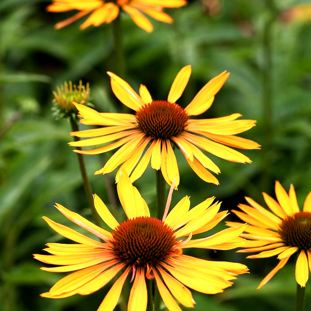 Scheinsonnenhut 'Big Kahuna' (Echinacea purpurea)