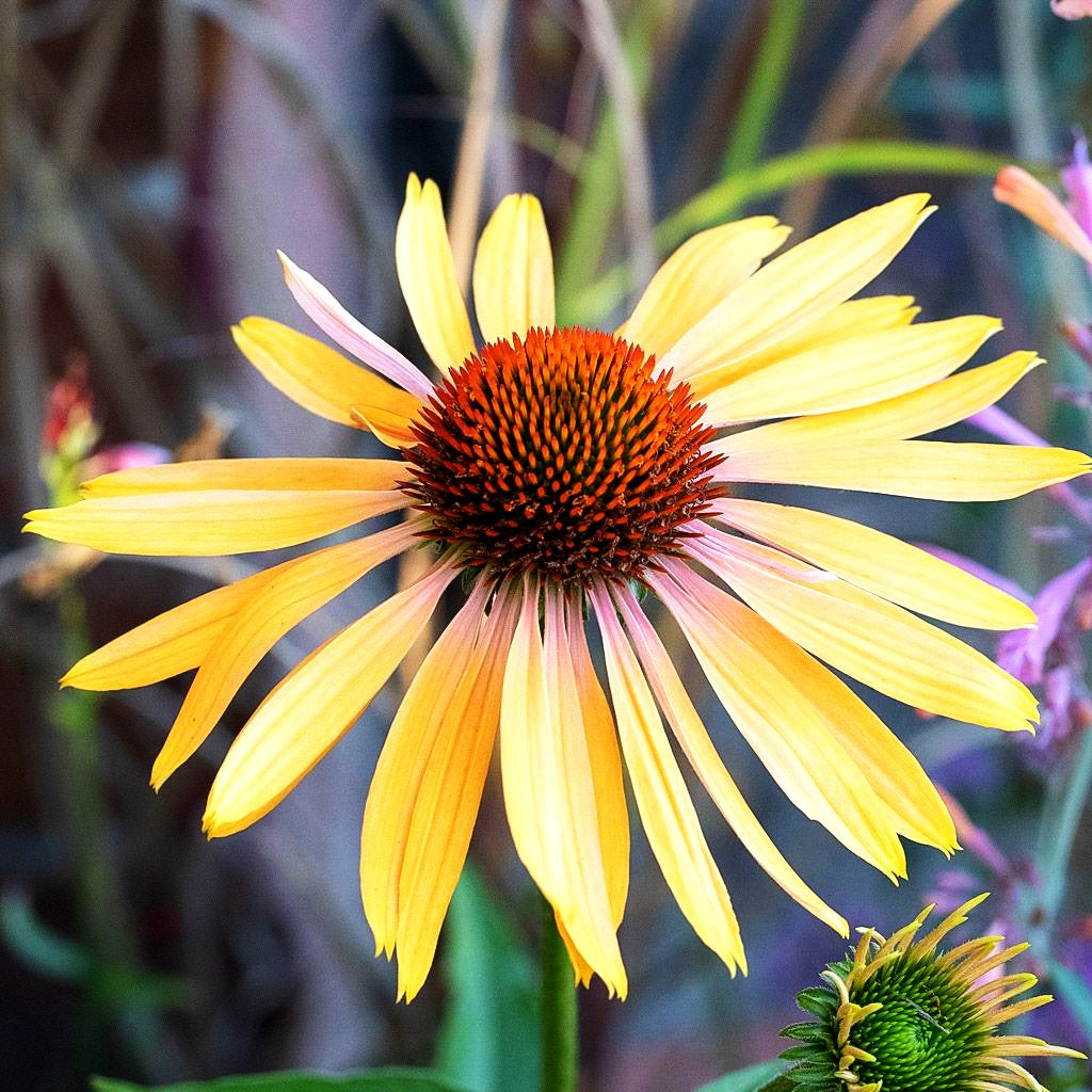 Scheinsonnenhut 'Big Kahuna' (Echinacea purpurea)