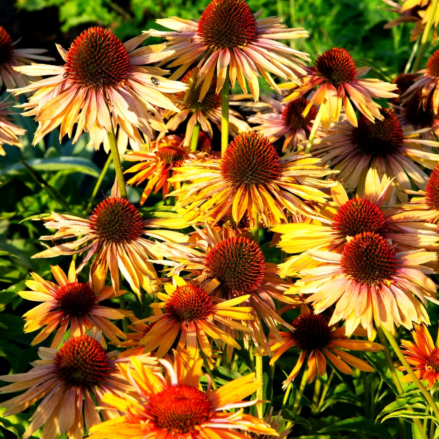 Scheinsonnenhut 'Big Kahuna' (Echinacea purpurea)