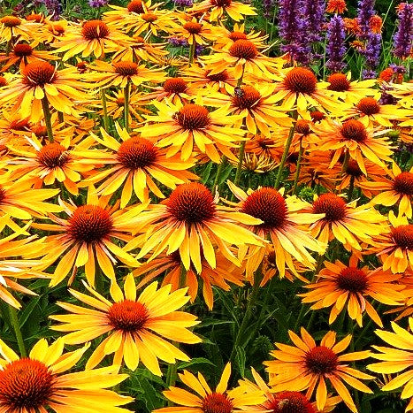 Scheinsonnenhut 'Big Kahuna' (Echinacea purpurea)