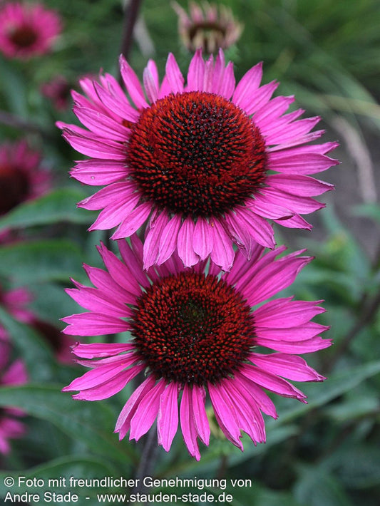 Scheinsonnenhut 'Fatal Attraction' (Echinacea purpurea)