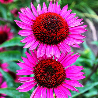 Scheinsonnenhut 'Fatal Attraction' (Echinacea purpurea)