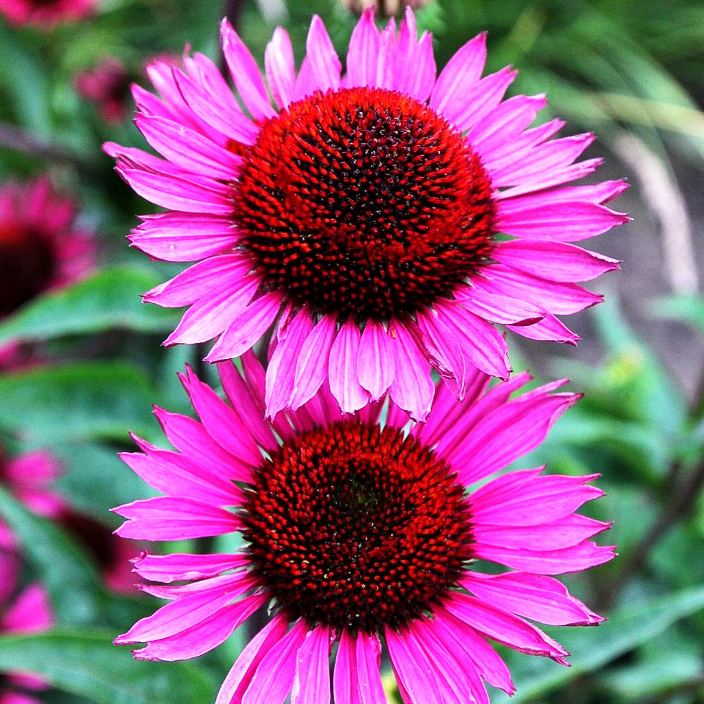 Scheinsonnenhut 'Fatal Attraction' (Echinacea purpurea)