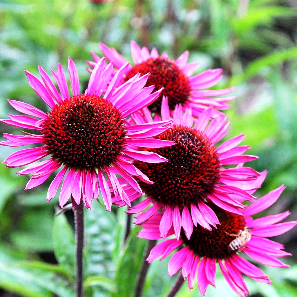 Scheinsonnenhut 'Fatal Attraction' (Echinacea purpurea)