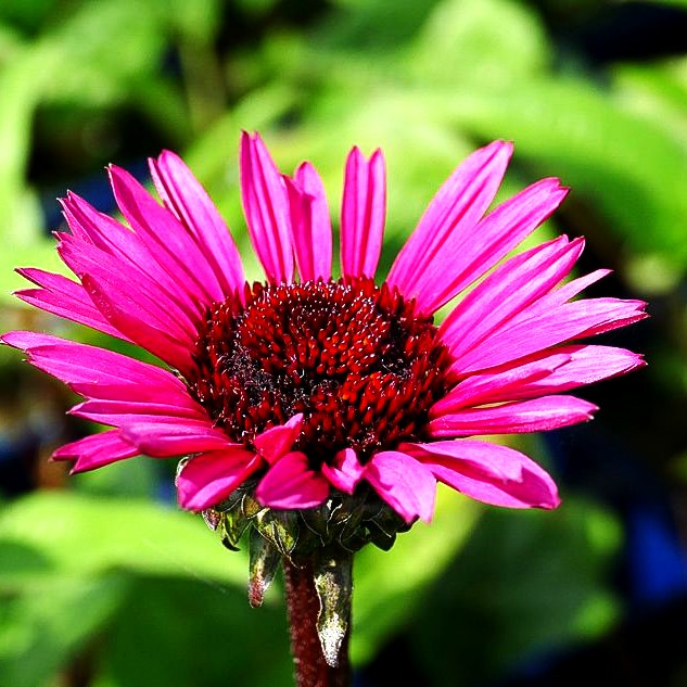 Scheinsonnenhut 'Fatal Attraction' (Echinacea purpurea)