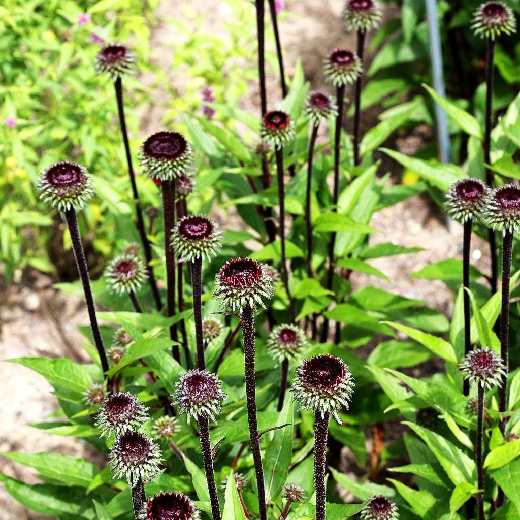 Scheinsonnenhut 'Fatal Attraction' (Echinacea purpurea)