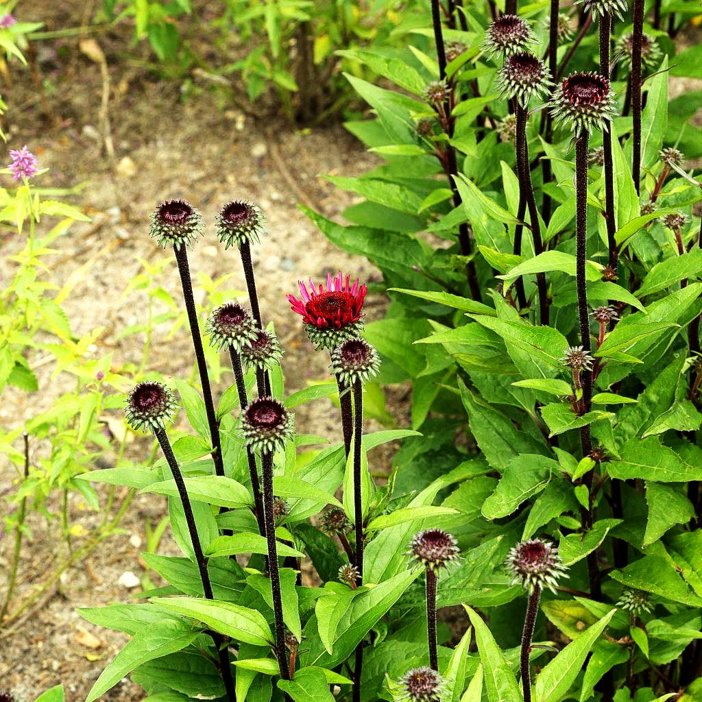 Scheinsonnenhut 'Fatal Attraction' (Echinacea purpurea)