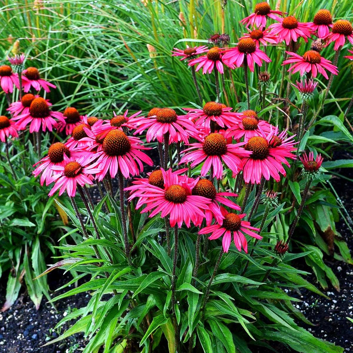 Scheinsonnenhut 'Glowing Dream' (Echinacea purpurea)