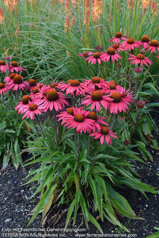 Scheinsonnenhut 'Glowing Dream' (Echinacea purpurea)