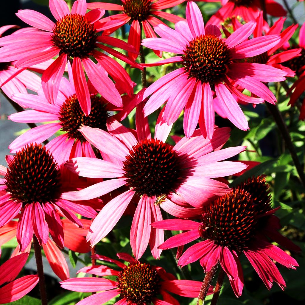Scheinsonnenhut 'Glowing Dream' (Echinacea purpurea)