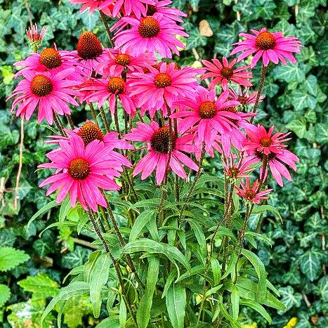 Scheinsonnenhut 'Glowing Dream' (Echinacea purpurea)