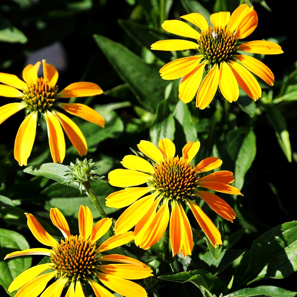 Scheinsonnenhut 'Golden Skipper' (Echinacea purpurea)