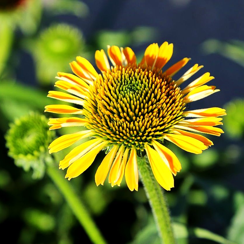 Scheinsonnenhut 'Golden Skipper' (Echinacea purpurea)