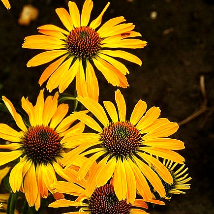 Scheinsonnenhut 'Golden Skipper' (Echinacea purpurea)