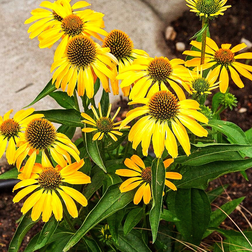 Scheinsonnenhut 'Golden Skipper' (Echinacea purpurea)