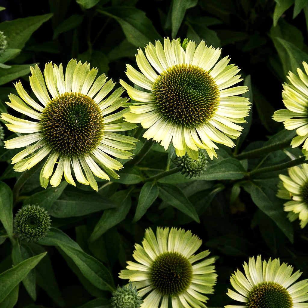 Scheinsonnenhut 'Green Jewel' (Echinacea purpurea)