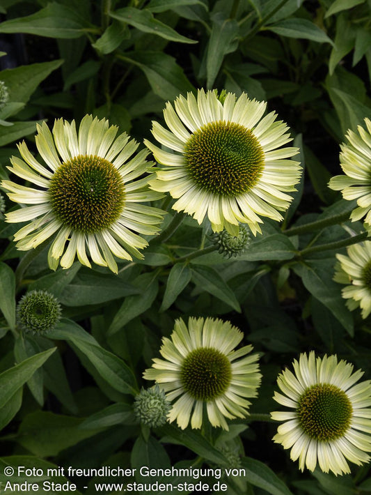 Scheinsonnenhut 'Green Jewel' (Echinacea purpurea)