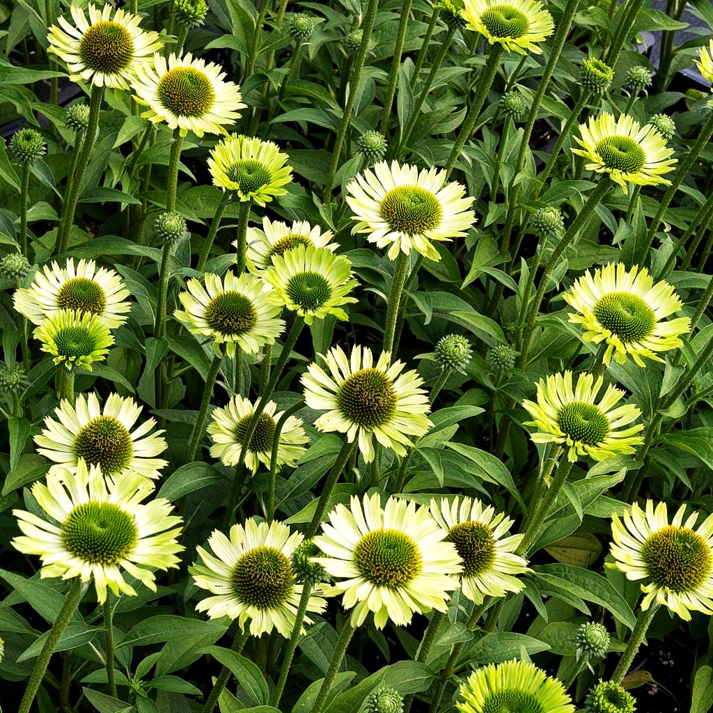 Scheinsonnenhut 'Green Jewel' (Echinacea purpurea)