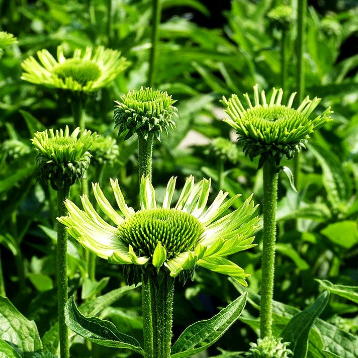 Scheinsonnenhut 'Green Jewel' (Echinacea purpurea)