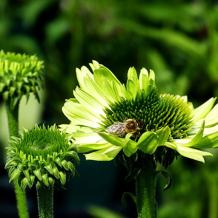 Scheinsonnenhut 'Green Jewel' (Echinacea purpurea)