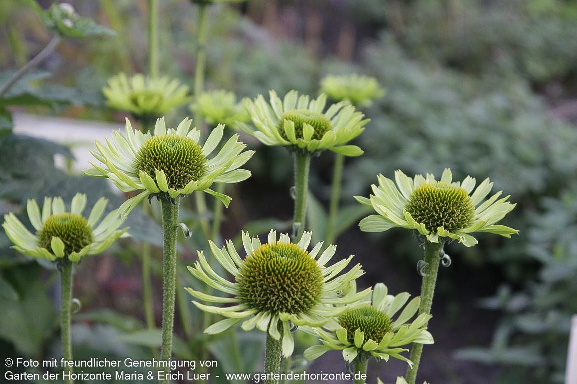 Scheinsonnenhut 'Green Jewel' (Echinacea purpurea)