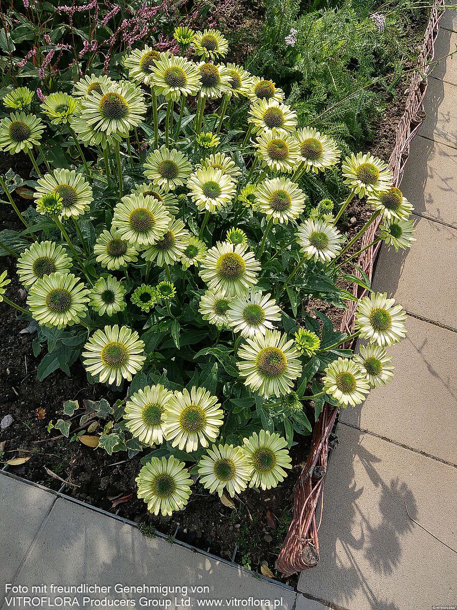 Scheinsonnenhut 'Green Jewel' (Echinacea purpurea)