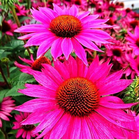 Scheinsonnenhut 'JS ROHO' (Echinacea purpurea)