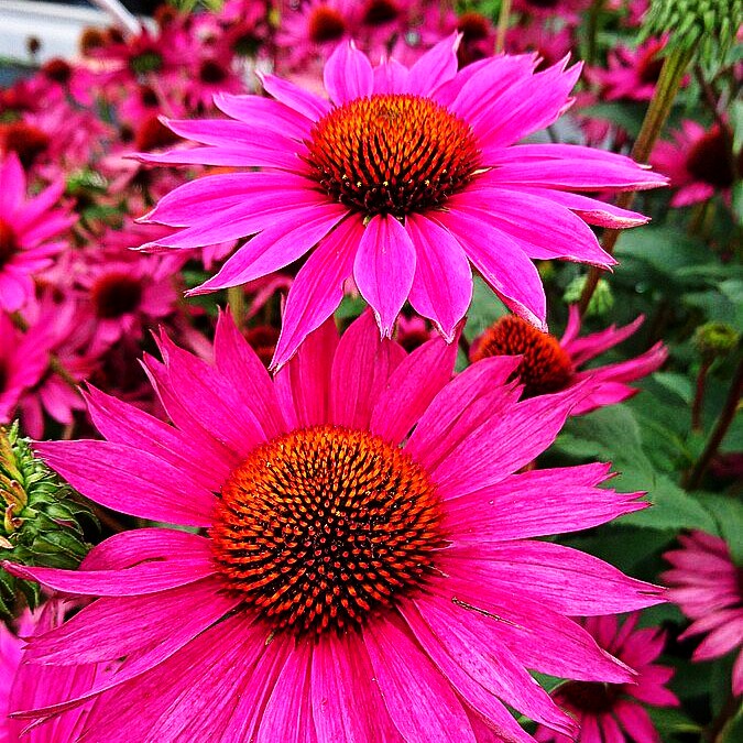 Scheinsonnenhut 'JS ROHO' (Echinacea purpurea)