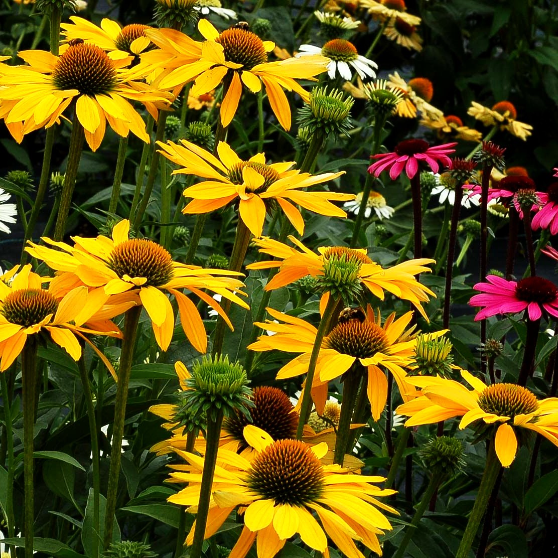 Scheinsonnenhut 'Leilani' (Echinacea purpurea)