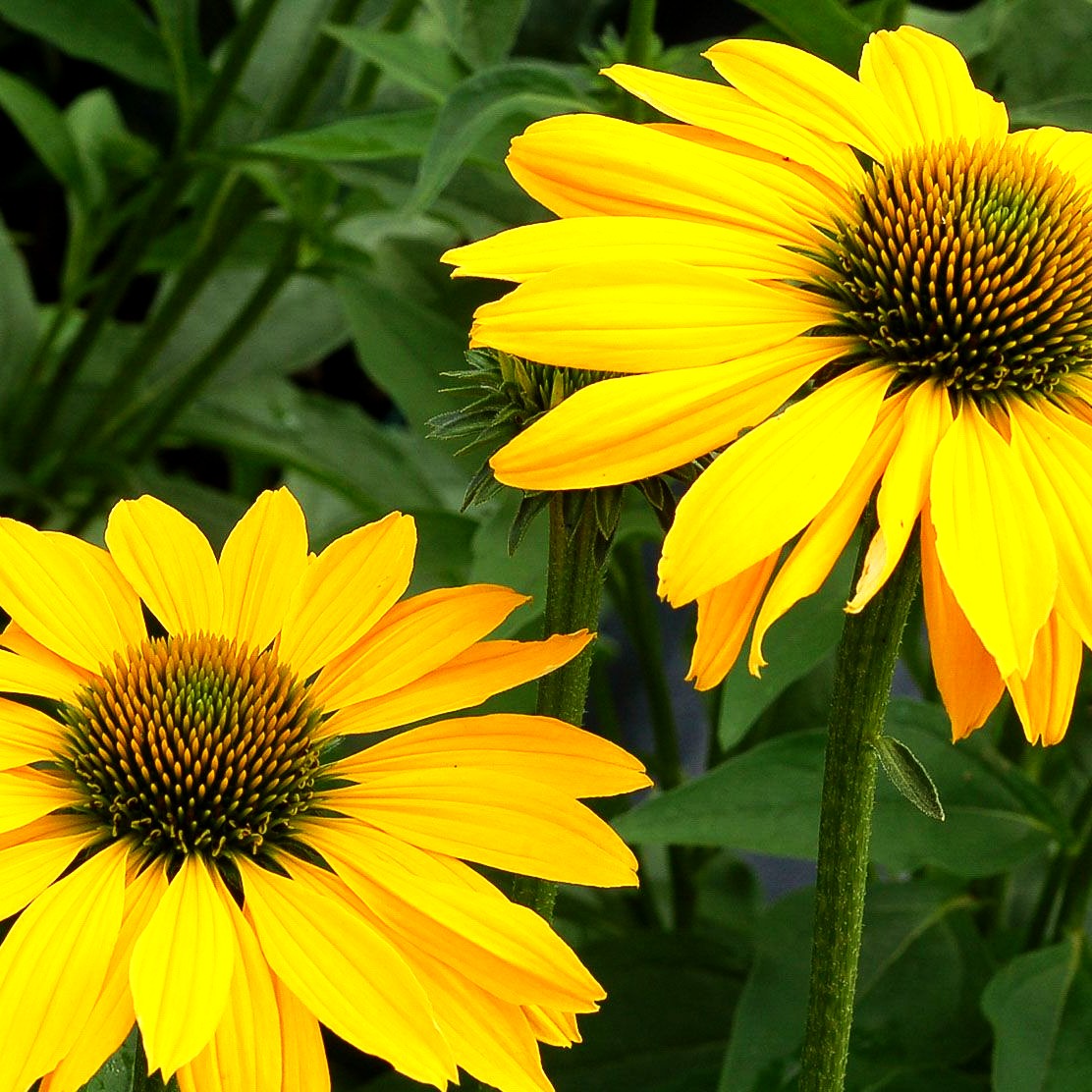 Scheinsonnenhut 'Leilani' (Echinacea purpurea)