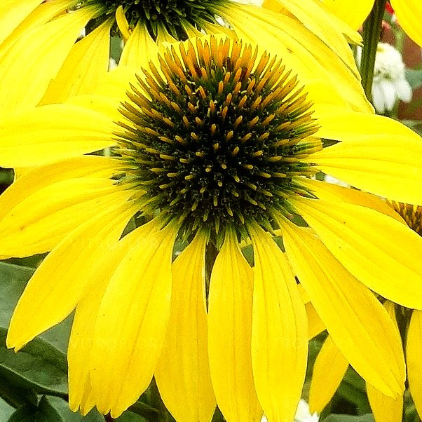 Scheinsonnenhut 'Leilani' (Echinacea purpurea)