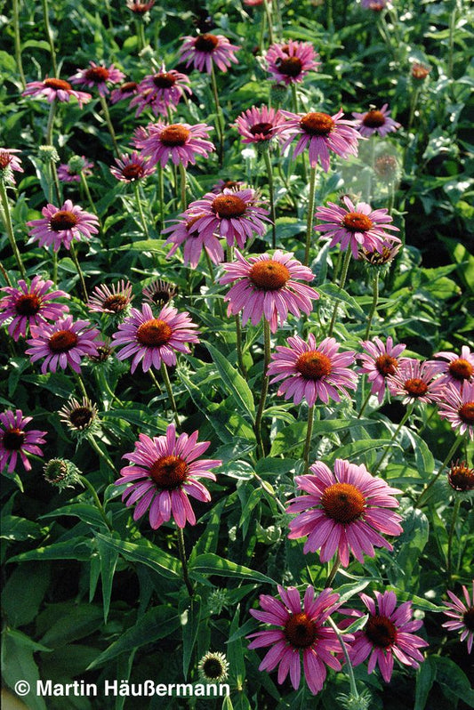 Scheinsonnenhut 'Magnus' (Echinacea purpurea)