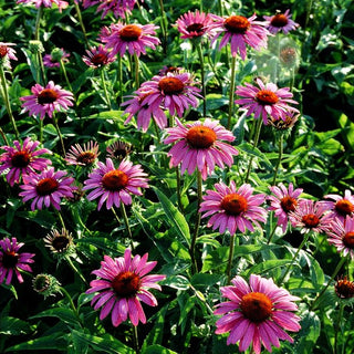 Scheinsonnenhut 'Magnus' (Echinacea purpurea)