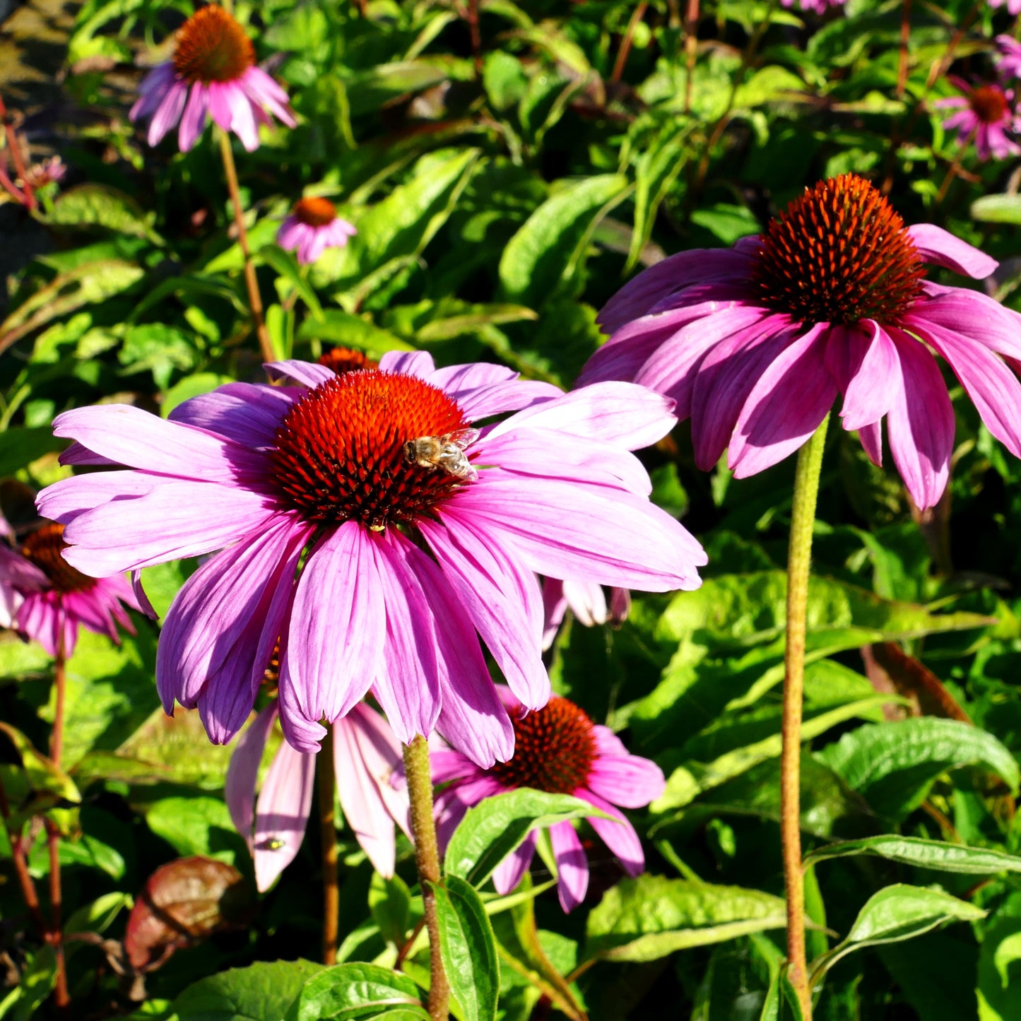 Scheinsonnenhut 'Magnus Superior' (Echinacea purpurea)
